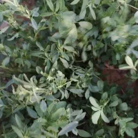 یونجه خشک .خشک