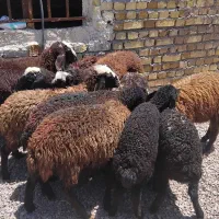 ۱۲ راس  بره نر   وزن از ۲۰تا ۲۵کیلو