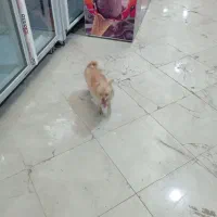 سگ پامر