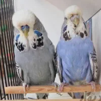 سهره مرغ عشق
