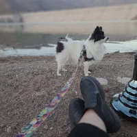 سگ پامر