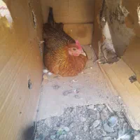 مرغ کرچ