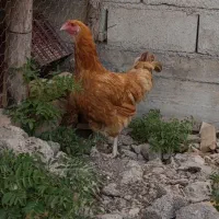 مرغ دورگە اورپینگتون