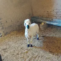 میش فروشی