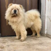 سگ چاو چاو