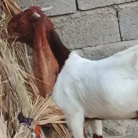 چپشت نرکامورایی۱۶تخفیف داره