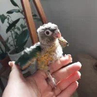 جوجه سرلاکی گرینچینگ