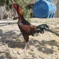 خروس لاری پرم غی