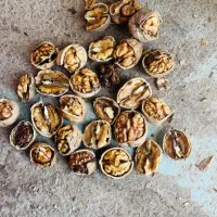 گردو با‌پوست