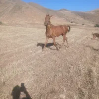 اسب