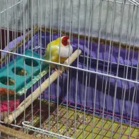 فنچ نر گلدین
