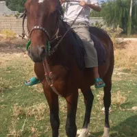 نریان ۵ نشان