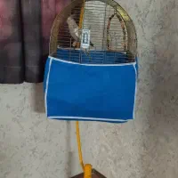 عروس هلندی گل باقالی
