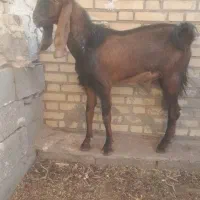 بز نر یکساله دورگه