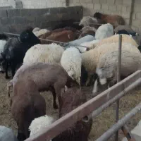 بره پرواری و کشتاری