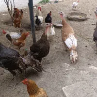 مرغ خروس بوقلمون