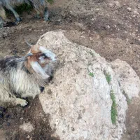 بیگ|حیوانات مزرعه|ایذه, |دیوار