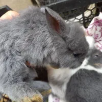 بچه خرگوش خوشگل و ناز