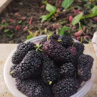 توت درجه یک و باکیفیت