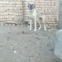 ماده نگهبان و گله ای