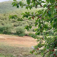 1100متر زمین باغی