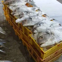 سبد چپی راستی سبد خرگوشی سبد 60 کیلویی ماهی