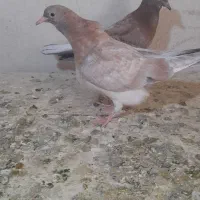 جوجه کفتر سرور