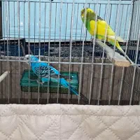 یک جفت مرغ عشق