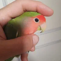 طوطی کوتوله برزیلی