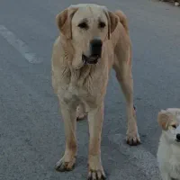 سگ ماده  پژدر