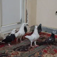 ک ب ت|پرنده|منوجان, |دیوار