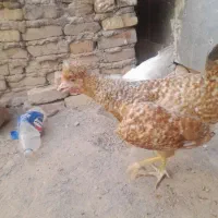 مرغ و خروس