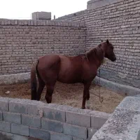 فروش یک راس اسب نریون سه‌ساله