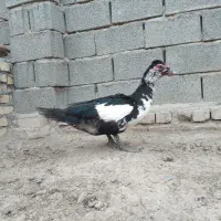 حیوانات مزرعه
