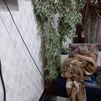 درختچه قشنگ
