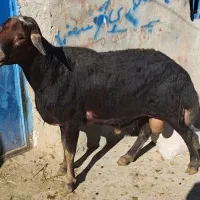 یک راس قوچ قره چال