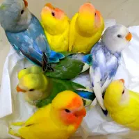 طوطی برزیلی فوق دستی سرلاکی دونخور بسیار زیبا وخاص