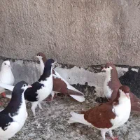 کبوتر