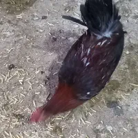 فروش جوجه ی گلین