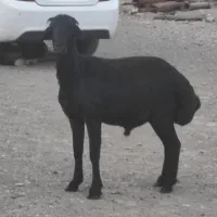 گوسفند نر قزل افشار