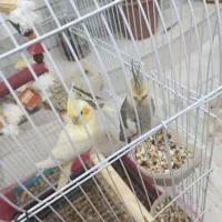 عروس هلندی مولد