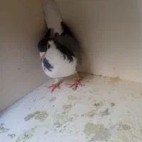 کفتر ساده