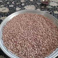حدود 300کیلوگرم لوبیا چیتی تمیز برای بذر