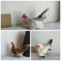 جوجه مرغ خروس جاپنیز