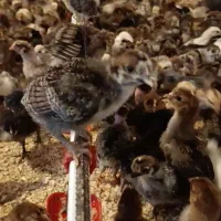 جوجه ۲۰ روز جهادی اصلاح نژاد