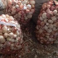 ‌پیاز|خوردنی و آشامیدنی|چاروسا, |دیوار
