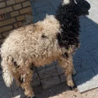 گوسفند