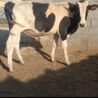 گاو گوساله گوساله نر و ماده مونت