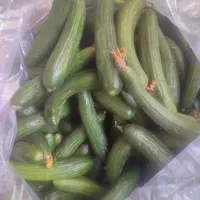 خیار خیارشوری