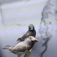تعدادی فنچ در چند نژاد